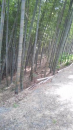 タケノコ堀