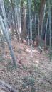 タケノコ堀
