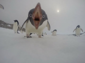ペンギン、スゲー 画像3