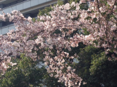 七分咲き♪ 画像2