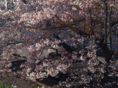 七分咲き♪ 画像3