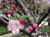 0329　公園散歩のつもりが 画像3