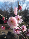 春が来た。