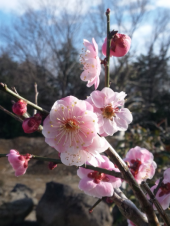 春が来た。 画像1