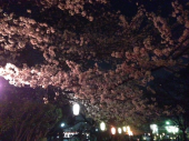 夜桜♪ 画像2