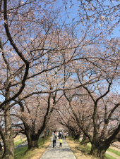 さくら・・チョッとだけ。。。 画像2