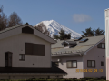開花はまだ