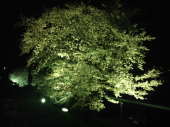 夜桜ラン♪ 画像1