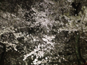夜桜ラン♪ 画像2