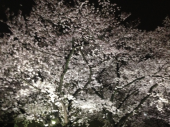 夜桜ラン♪ 画像3