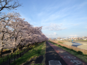 花見ラン♪ 画像1