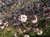 花見ラン♪ 画像2