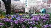 ☆桜三昧☆ 画像1