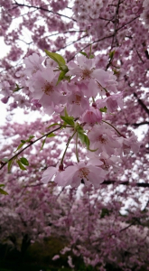 ☆桜三昧☆ 画像3