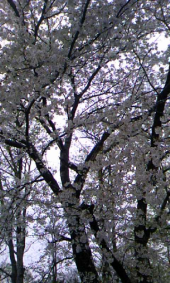 雨の花見・・・ 画像2