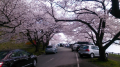 花見ができた