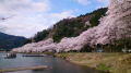 花見ができた