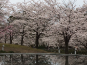 満開 画像1