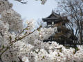 日本三大夜桜（高田城）