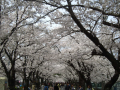 日本三大夜桜（高田城）