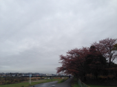 春はどこへ～～？？？ 画像3