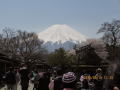 桜が満開
