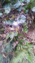 かたくりの花