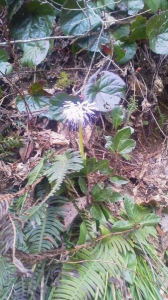 かたくりの花 画像3