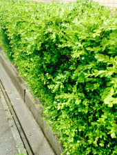 昨日の風景。 画像2