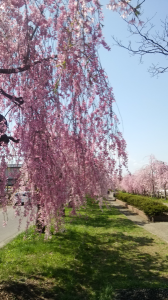 しだれ桜 画像1