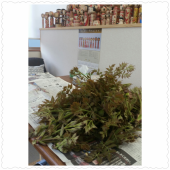 ☆ダイエットサプリ・・・(#^.^#) 画像1