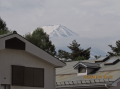 昭和の日だ