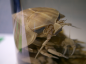 奇妙な生き物たち 画像1