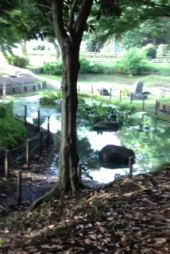 『森林浴～～』 画像3