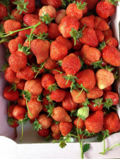 いちご狩り。。 画像1