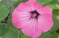 きょうの花は。