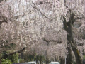 多磨霊園の枝垂桜