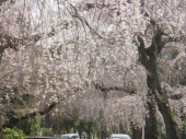 多磨霊園の枝垂桜 画像1