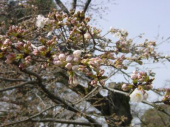 多磨霊園の枝垂桜 画像2