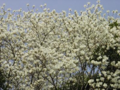 多磨霊園の枝垂桜 画像3