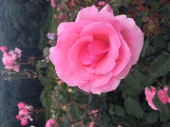 薔薇園からのぉ〜 画像2
