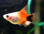 熱帯魚<°)))彡 画像1