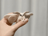 ☆お蚕様 画像1