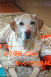 『盲導犬サフィー』 画像2