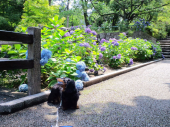 自転車で紫陽花 画像1
