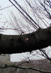 開花宣言は？ 画像1