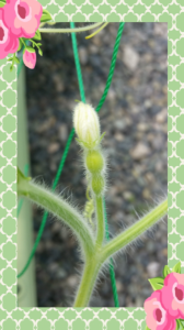 ☆雄が足りない！ 画像1