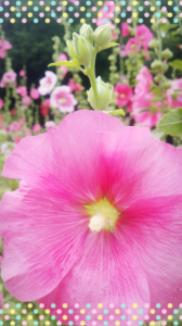 ☆雄が足りない！ 画像2