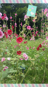 ☆雄が足りない！ 画像3