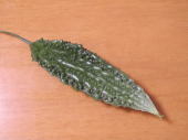もずく 画像1